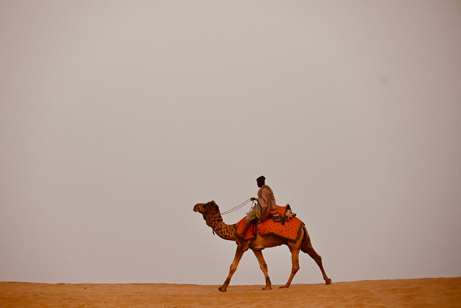 Camel Safari