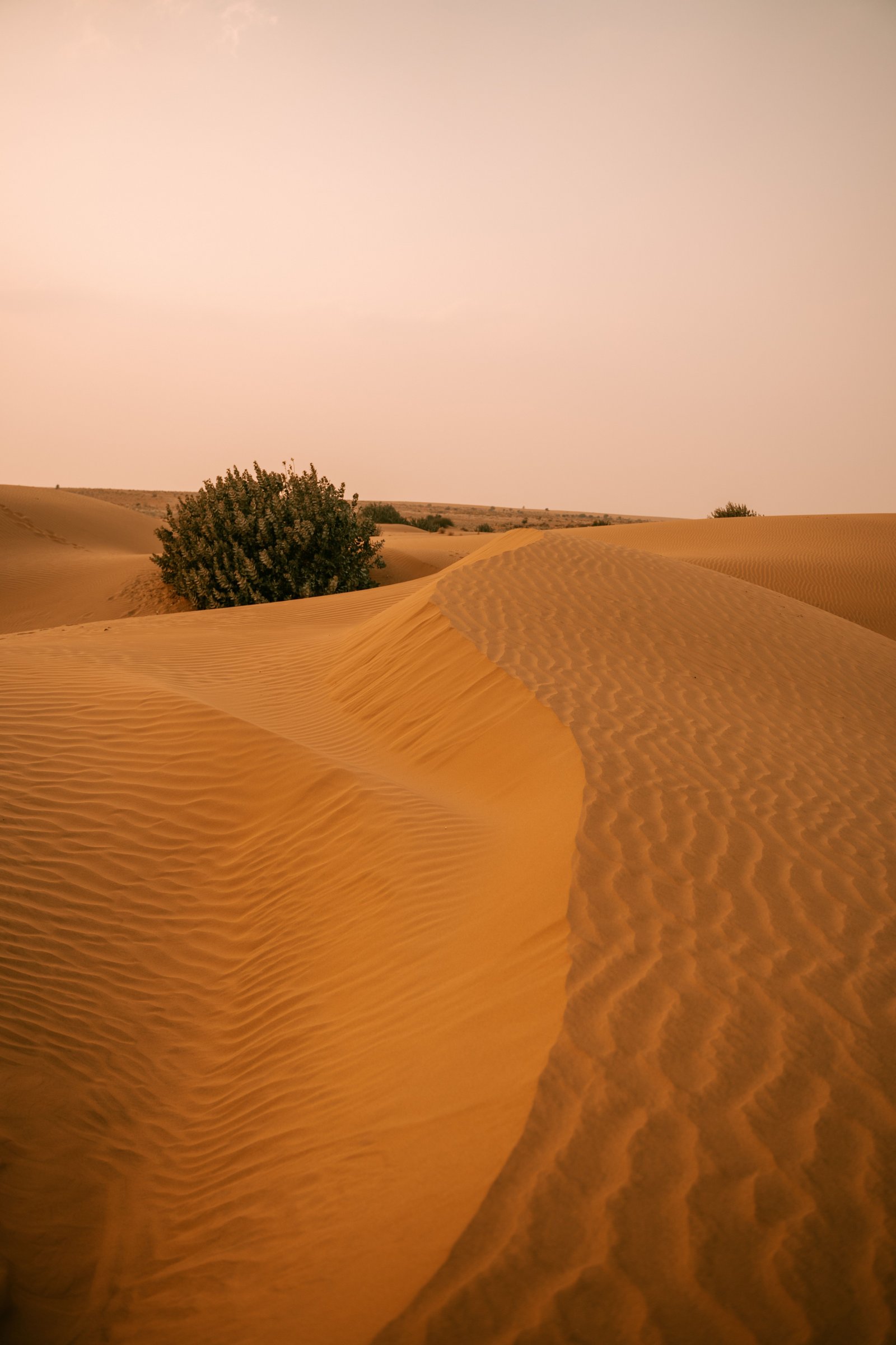 Camel Safari